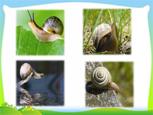 小蜗牛的家教案说课稿（小蜗牛的家ppt）-图3